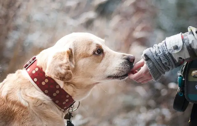 travelling with dogs on planes