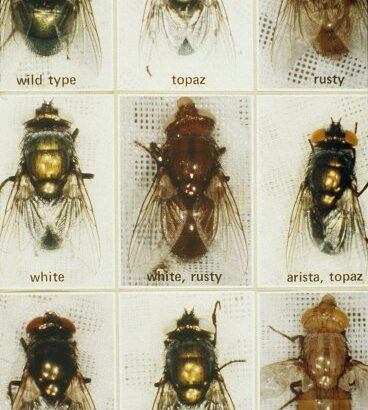 why are there so many flies in australia