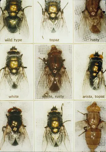 why are there so many flies in australia